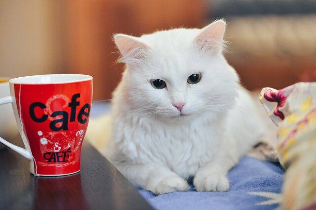 cats drink tea
