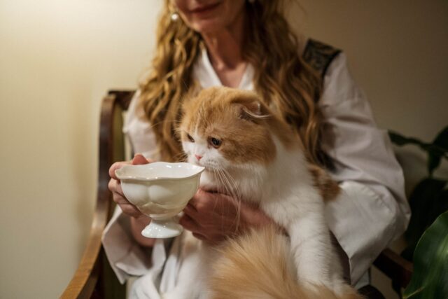 mèo uống trà