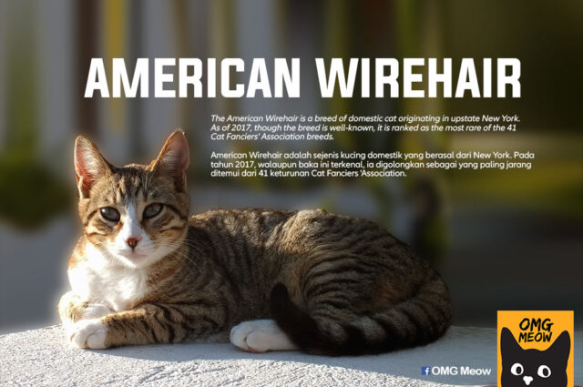 american wirehair rare e1626739079803