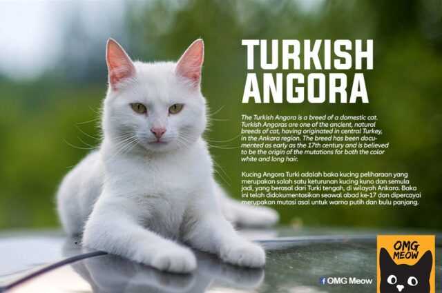 turkish angora e1626737458873