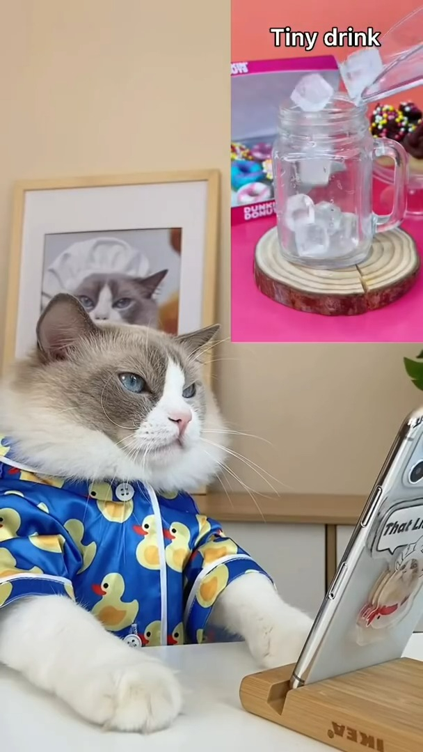 Cat becomes social media sensation by showing off his kitchen skills