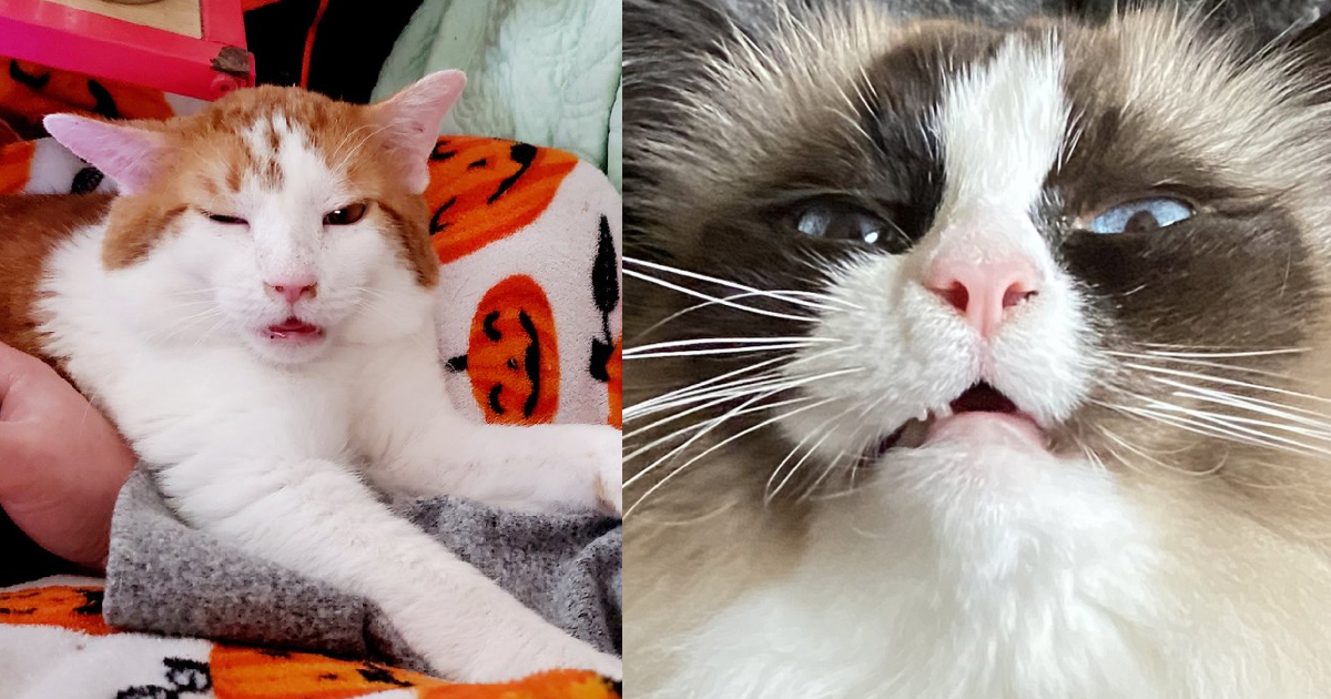 Check Out These 27 Feline Cuties Taking On The Unflattering Cat Photo ...