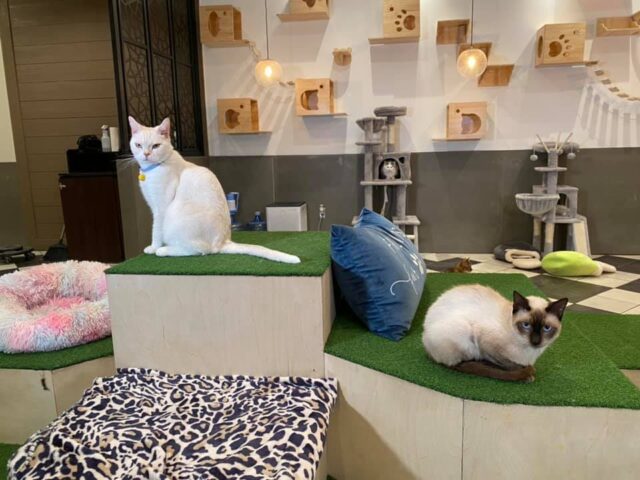 Houston Cat Café