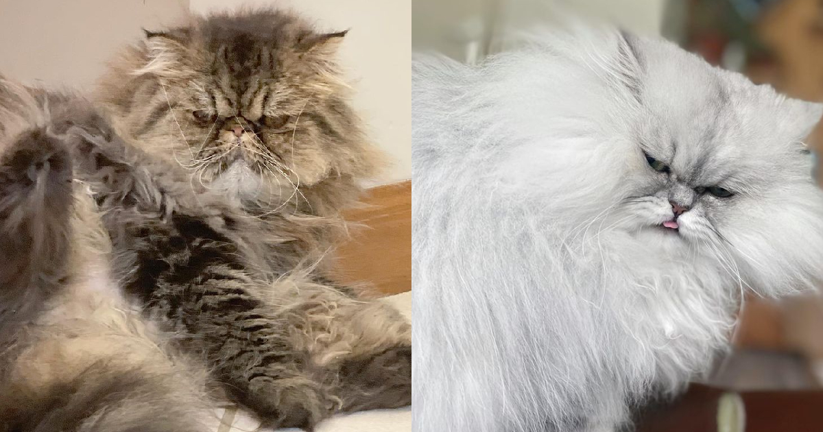 Angry cat' amasses huge social media following due to his seemingly  permanent grumpy expression