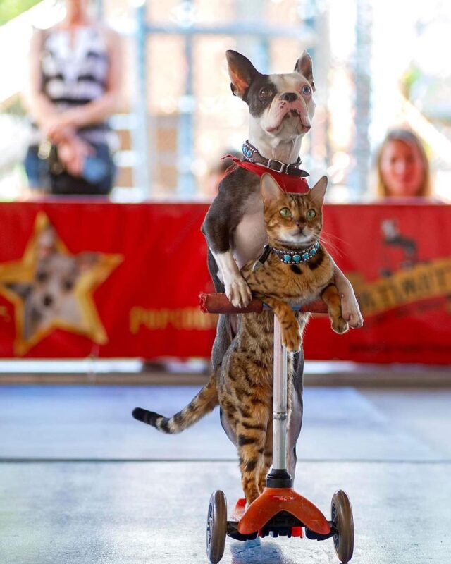 Cat and Dog Duo Scoot Their Way To A Guinness World Record