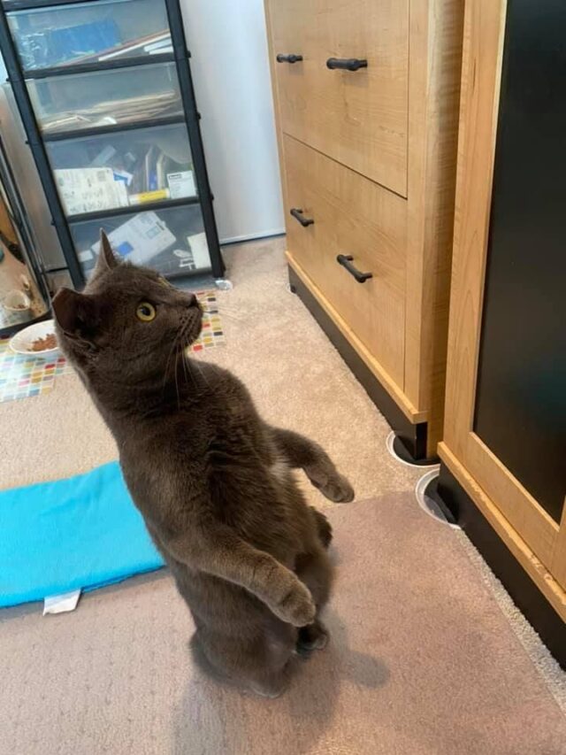 Curious Russian Blue Mix