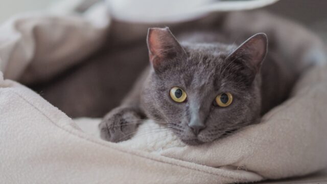 Mona Lisa the Russian Blue Mix