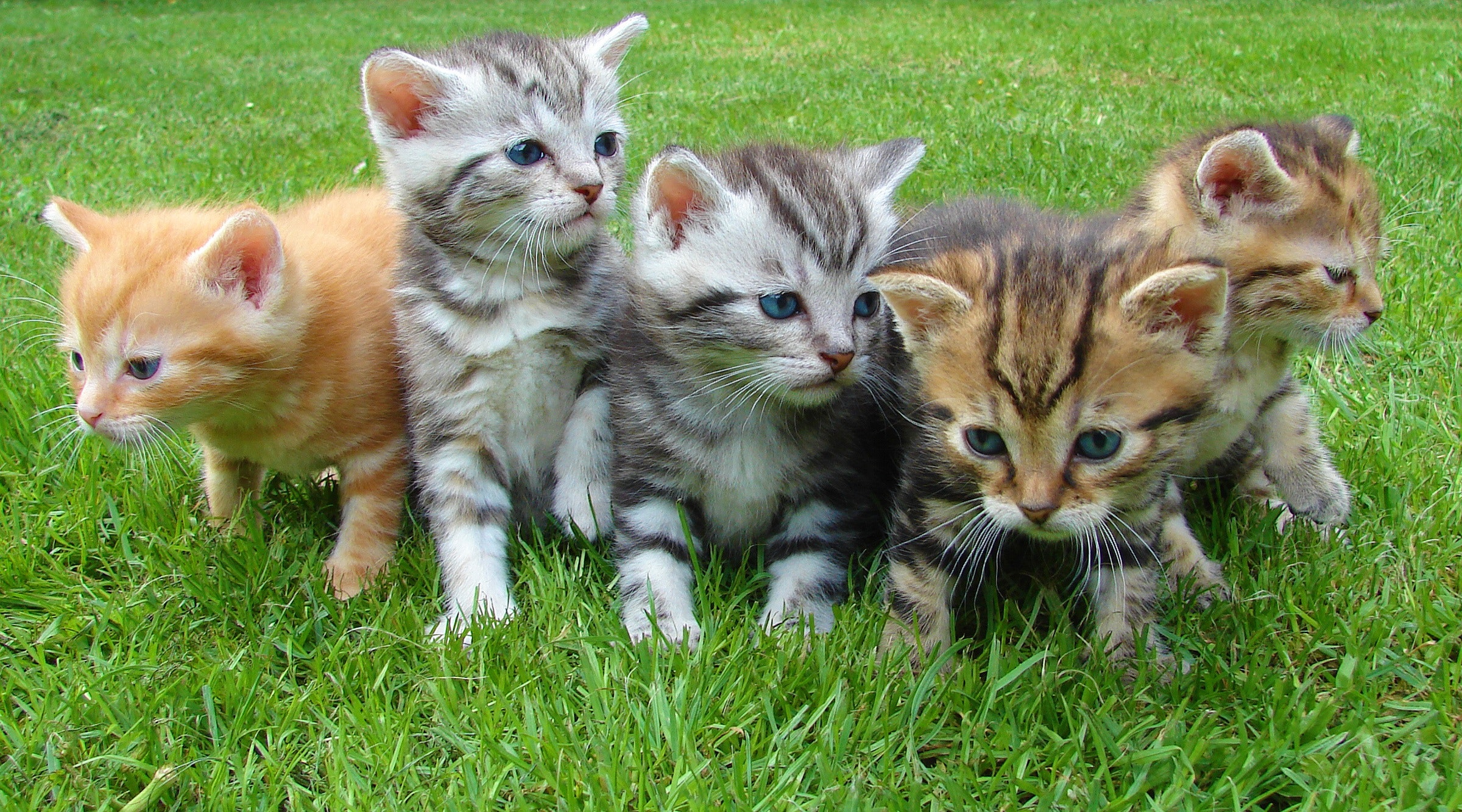 group-of-kittens