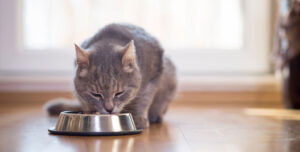 Foods for Older Cats Reviewed & Rated