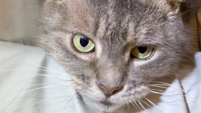 Maine Cat Missing Seven Years Returns Home After Being Found In Florida