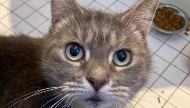 Maine Cat Lacking Seven Years Returns House After Being Discovered In ...