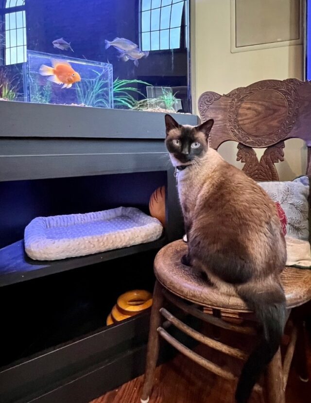 Cat watching fish tank best sale