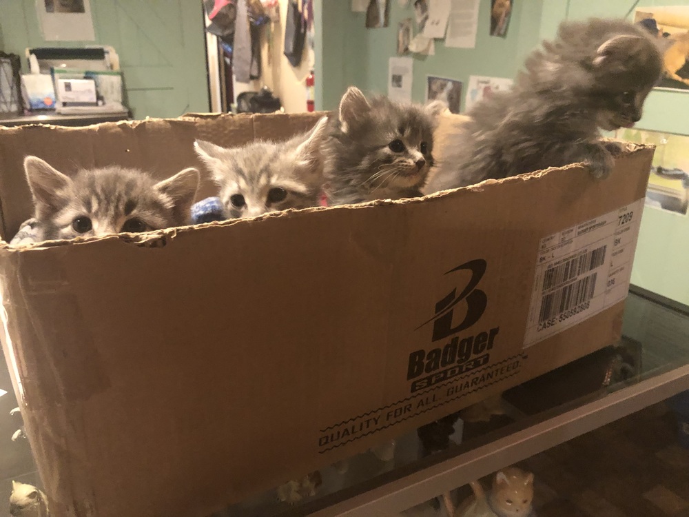 Box of Kittens ©Ferndale Cat Shelter
