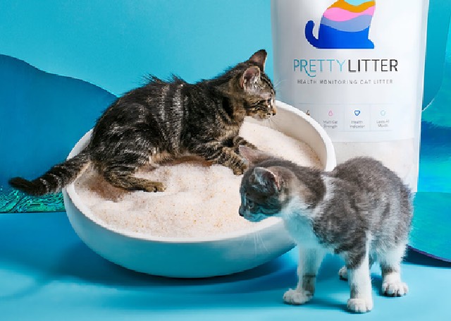 Two cats in litter