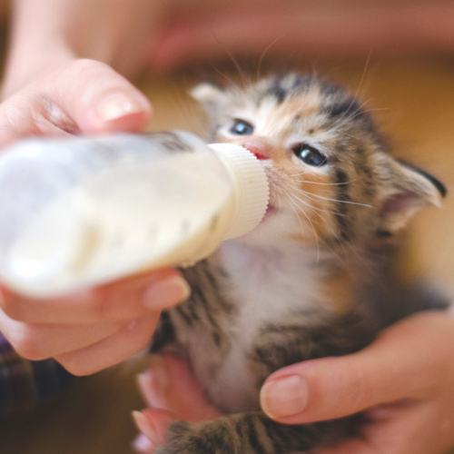 Donate to Help Homeless Kittens Get Milk Replacer