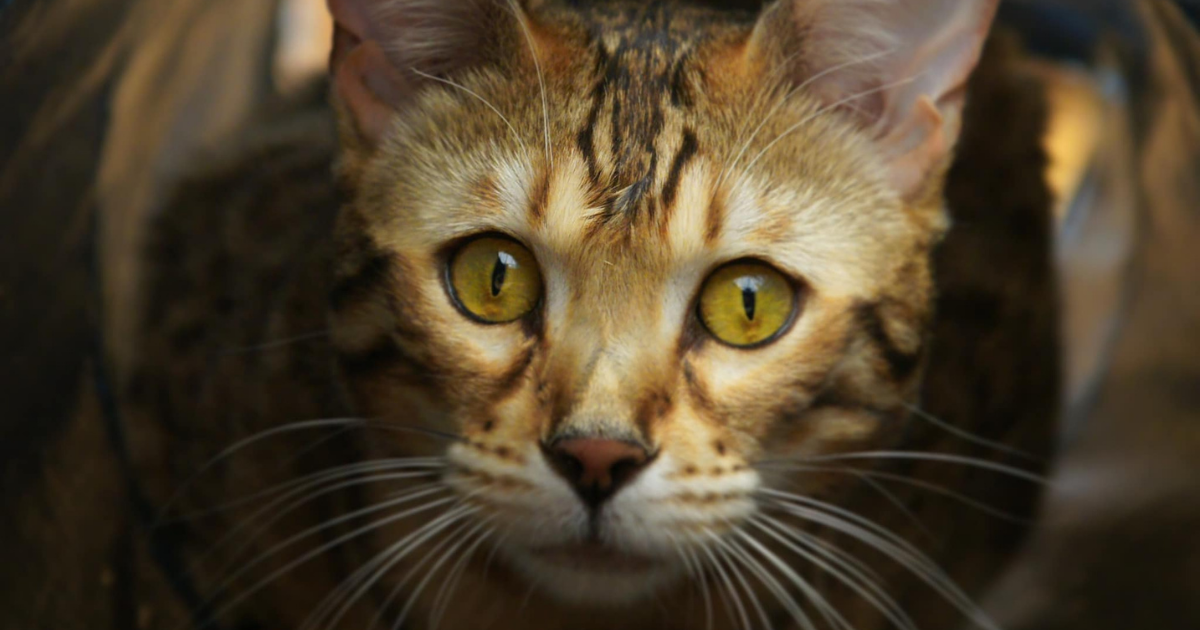 Gato de Bengala regresa a casa después de diez largas semanas desaparecido