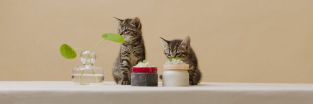 Smalls cat food