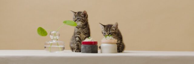 Smalls Cat Food Review A Healthy Alternative to Keep Them Purring