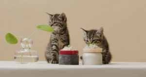 Small cat food