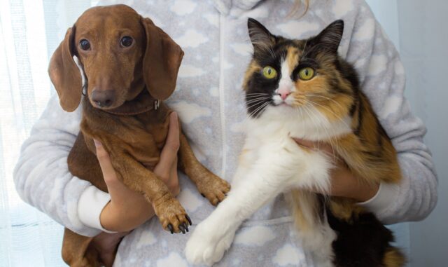 Do Dogs and Cats Really Hate Each Other?