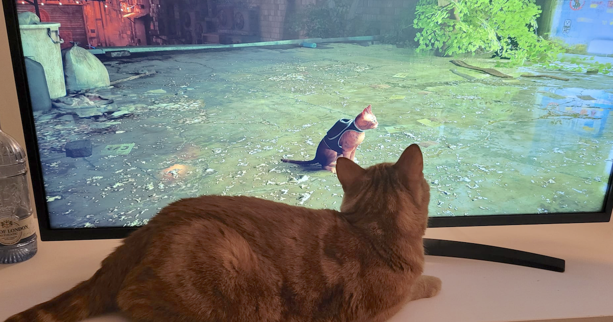 Cat watching cat video game