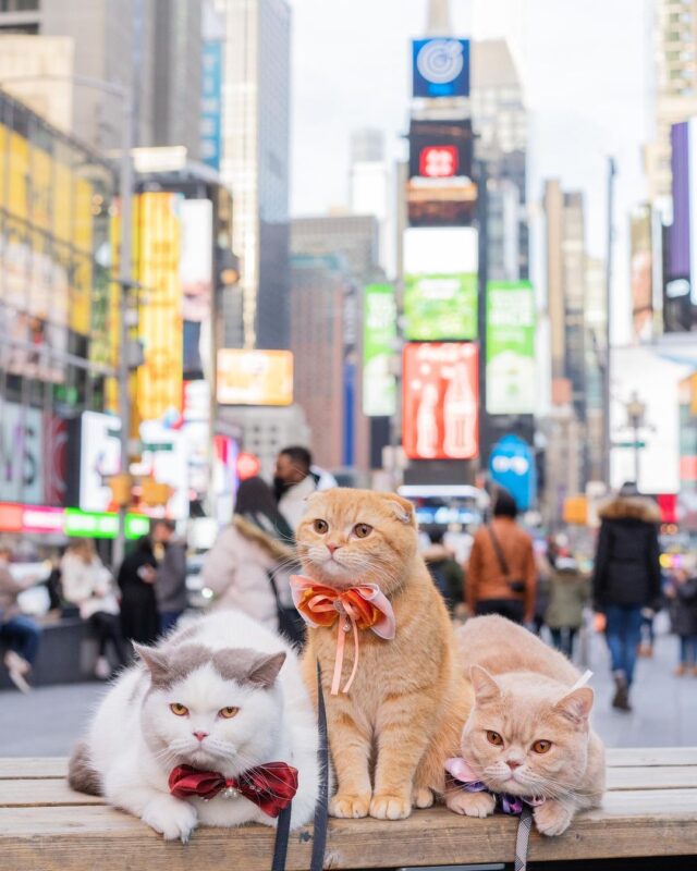 Cats in New York City