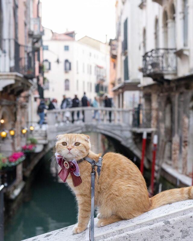 Scottish Fold in Italy