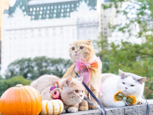 Three traveling cats