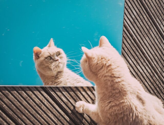 fat cat mirror scaled e1661893836901