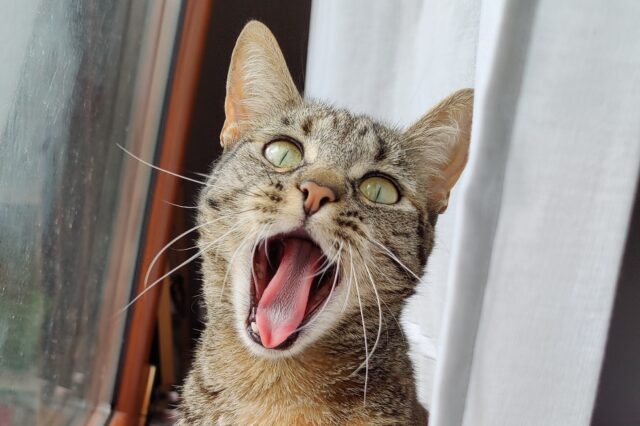 funny cat yawn teeth e1661894181952