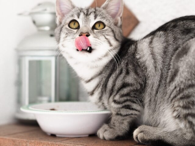 gray black tabby eating scaled e1661893987819