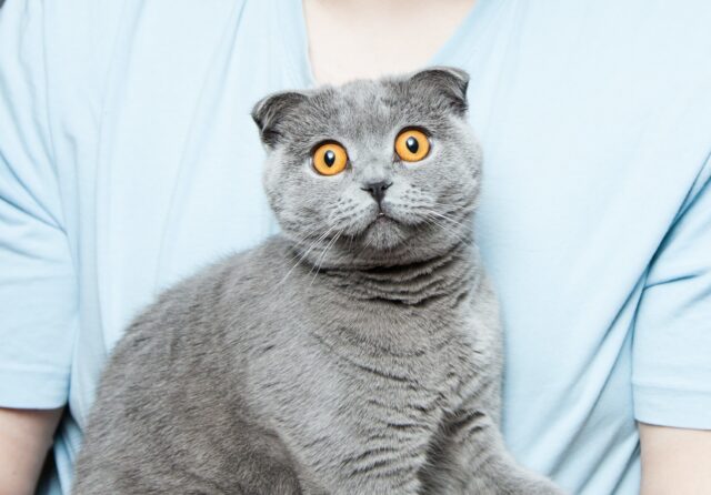 scottish fold shock e1661895217274