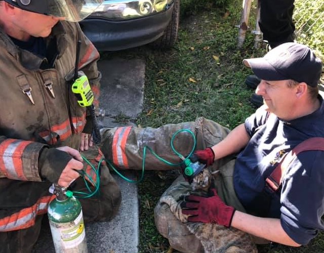 Cat getting oxygen