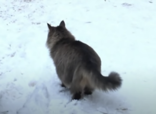 Cat walking in snow