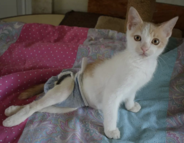 Kitten wearing diaper
