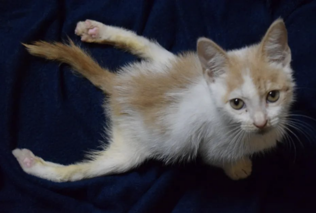 Kitten with paralyzed legs