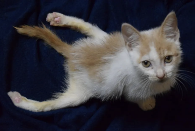 Paralyzed Kitten Climbs Kennel Door To Beg For Love