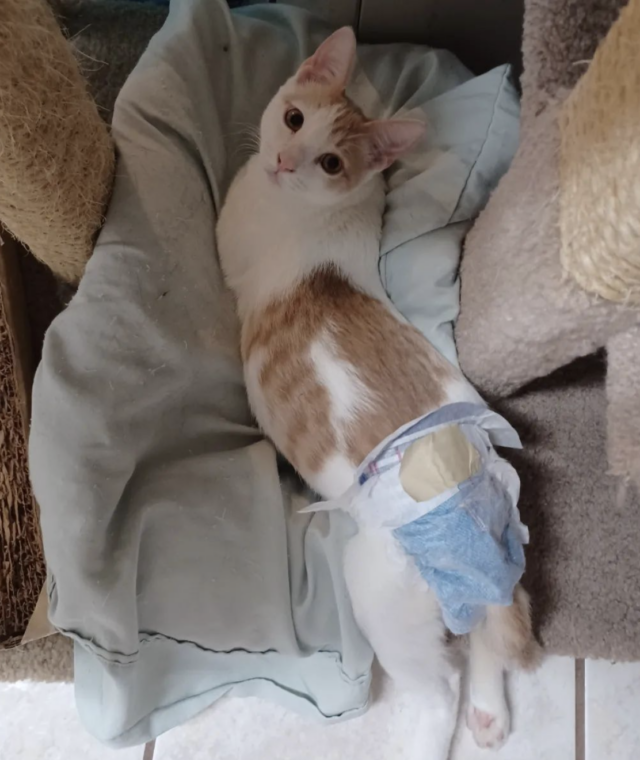 Paralyzed kitten climbing cat tree