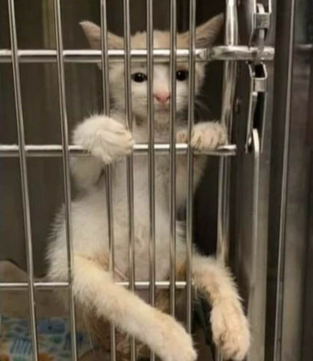 Paralyzed kitten in kennel