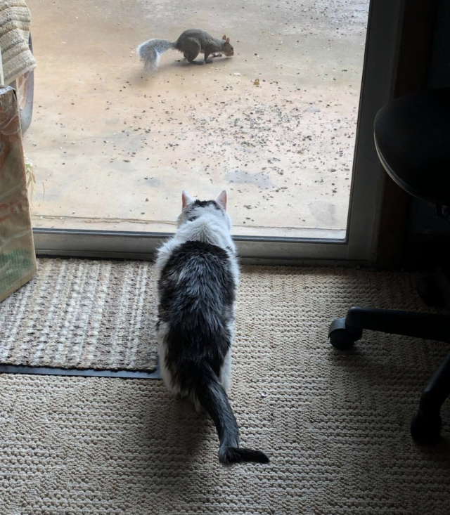 Senior cat watching squirrel