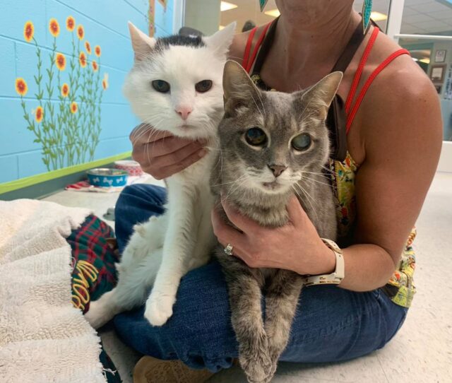 Senior cats at shelter