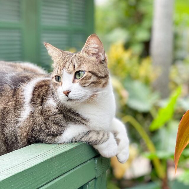 Cat at Hemingway House