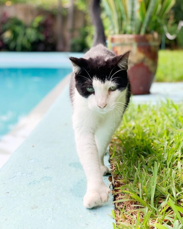 Cat walking at Hemingway House