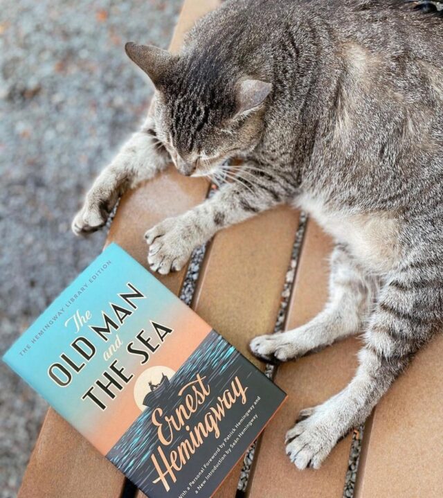 Cat with Hemingway book