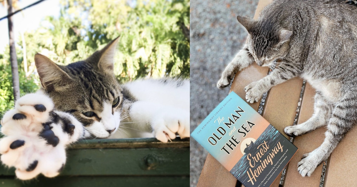 A Catch up on the Summer — Inn of the Six-Toed Cat