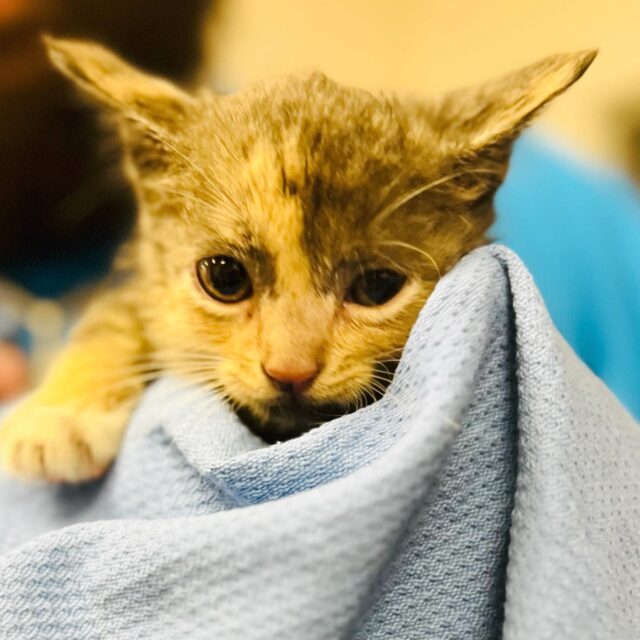 Kitten rescued during Hurricane Ian