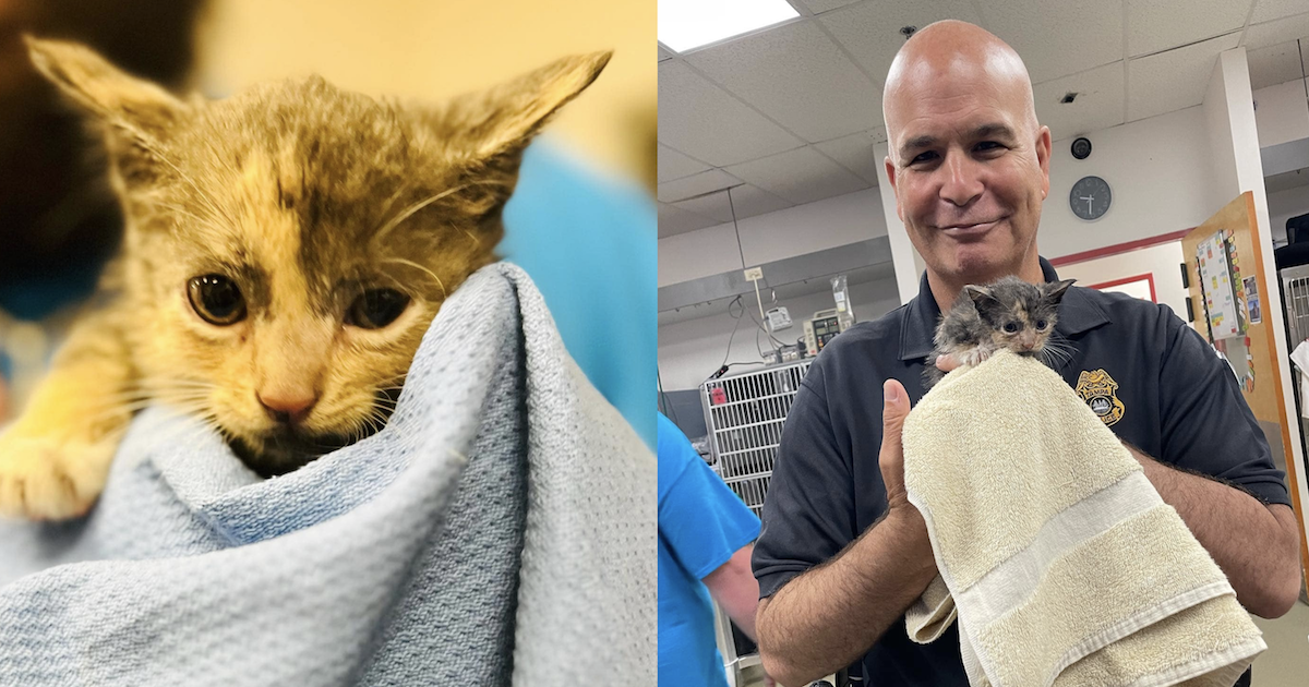 “Bag In The Wind” Ends Up Being Frightened Kitten Throughout Hurricane Ian