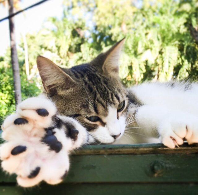 Kitty with 6 toes