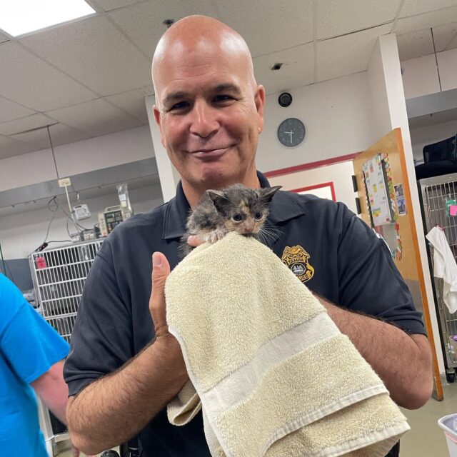 Officer saves kitten during hurricane