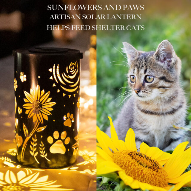 SUNFLOWERS AND PAWS CATS REDO e1666965566129